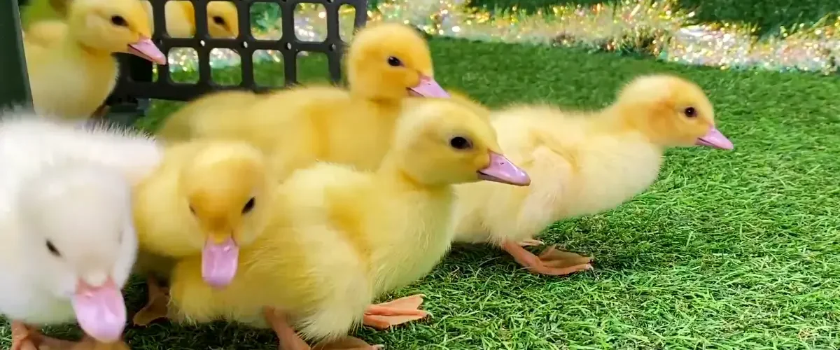 yellow duck names