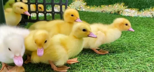 yellow duck names