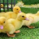 yellow duck names