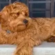 are mini goldendoodles hypoallergenic