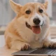 blue pembroke welsh corgi